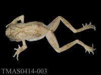 藏品(艾氏樹蛙)的圖片